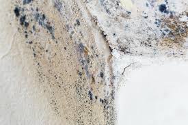  , USA Mold Removal Services Pros